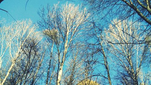 Low angle view of bare trees against blue sky