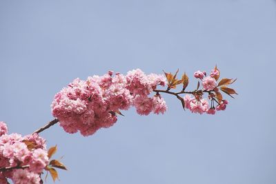 Low angle view of pink cherry blossoms against sky