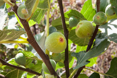 Close-up of fruits growing on tree