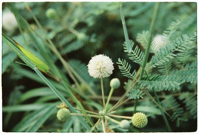 Close-up of flowers against blurred background