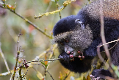 Close-up of an animal