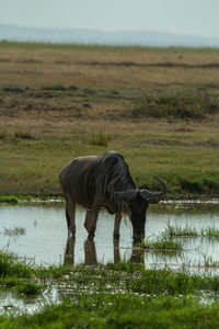 Wildebeest drinking from a puddle