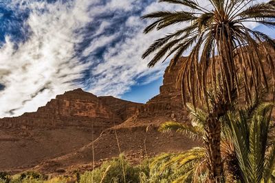 Low angle view of palm trees against sky