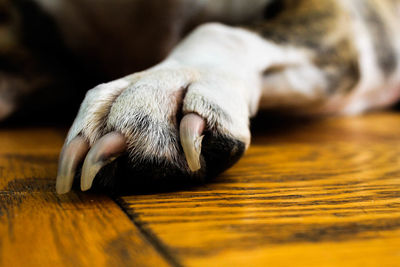 Cropped image of dog paw on wooden floor