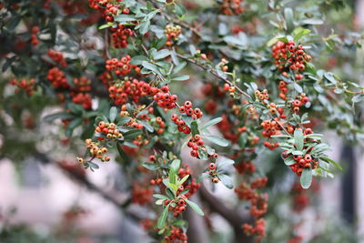 Close-up of red berries growing on tree