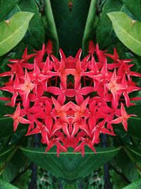 Close-up of red flowers blooming outdoors