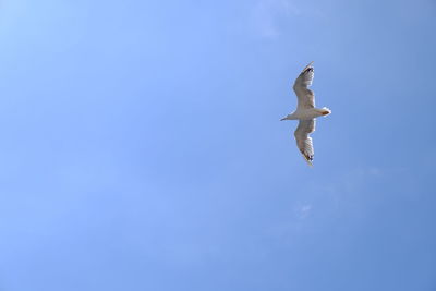 Low angle view of seagull flying in sky