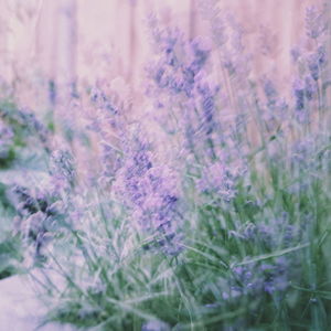 Close-up of purple flowering plants on field