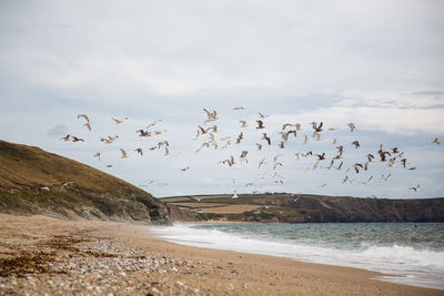 Flock of birds flying over beach against sky