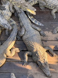 High angle view of crocodiles