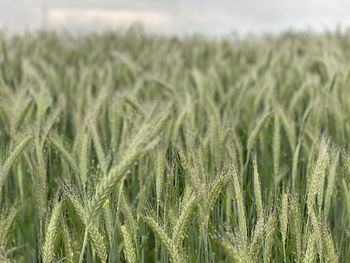 Close-up of stalks in field