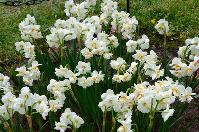 Close-up of white flowers blooming outdoors