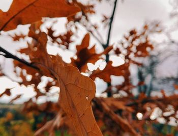 Close-up of leaves against blurred background