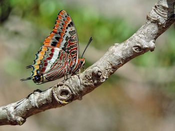 Close-up of butterfly on plant