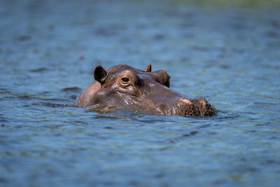 Hippo in river watching camera in sunshine