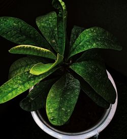 High angle view of potted plant leaves against black background