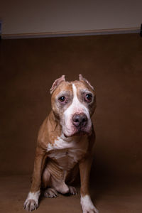 Portrait of dog on floor at home