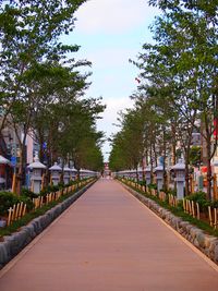 Narrow pathway along trees in park