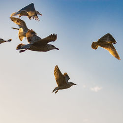 Low angle view of bird flying in sky