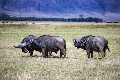 Buffalo standing on field