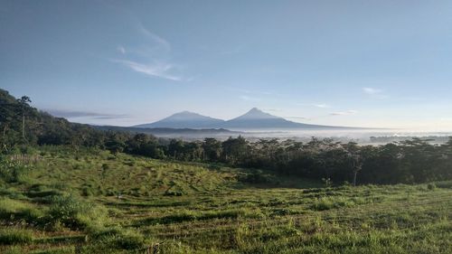 Scenic view of field against sky