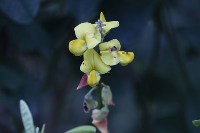 Close-up of yellow flowering plant