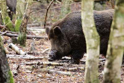 Wild boar standing by trees on field