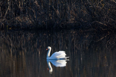 Swan swimming in a lake