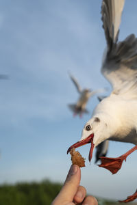 Low angle view of hand holding seagull