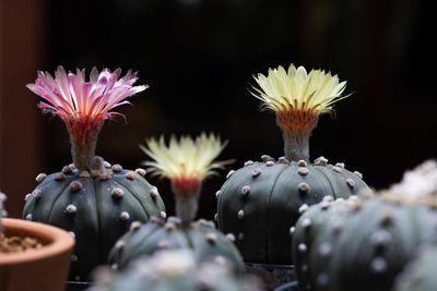 Astrophytum asterias flower blooming season.