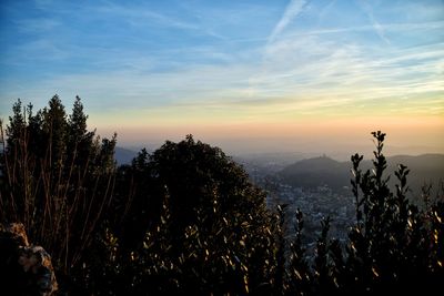 Silhouette plants against sky during sunset