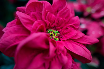 Close-up of flower blooming outdoors