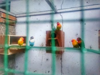 View of parrot in cage