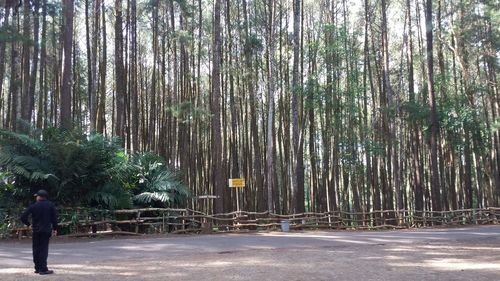 Road amidst trees in forest