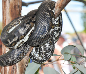 Close-up of lizard on tree