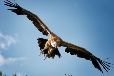 Low angle view of eagle flying against clear sky