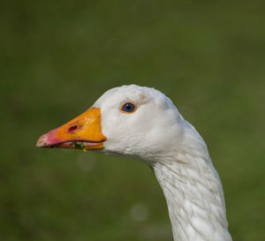 Close-up side view of a bird against blurred background