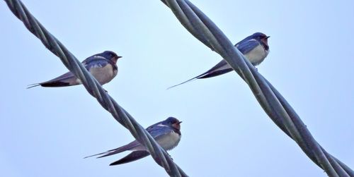 Low angle view of birds perching on branch against sky