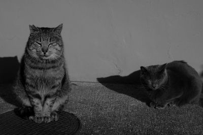 Portrait of cat resting on tiled floor