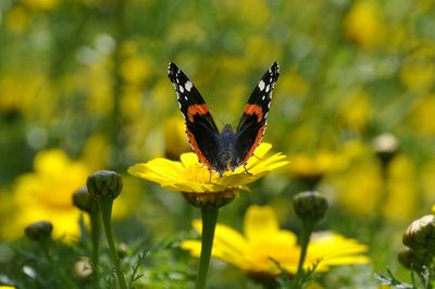 Close-up of butterfly pollinating on yellow flower