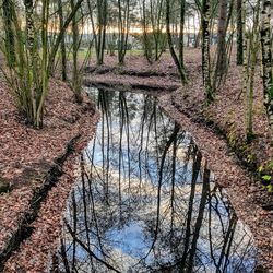 Bare trees by lake in forest