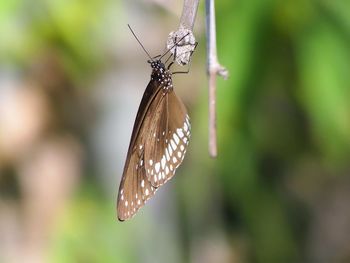 Butterfly on leaf