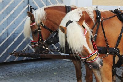 Horse cart in a city