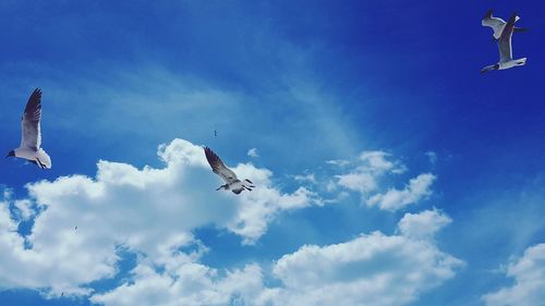 Low angle view of seagulls flying in sky