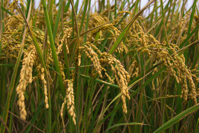 Close-up of wheat growing on field