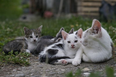 Portrait of cats relaxing