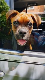 Portrait of dog seen through glass window