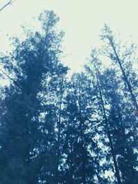 Low angle view of trees against sky