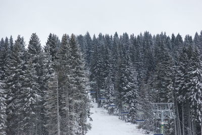 Snow covered pine trees in forest against sky