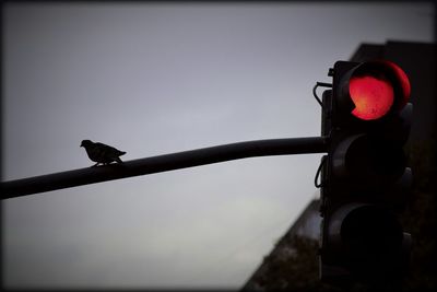 Bird perching on a horse